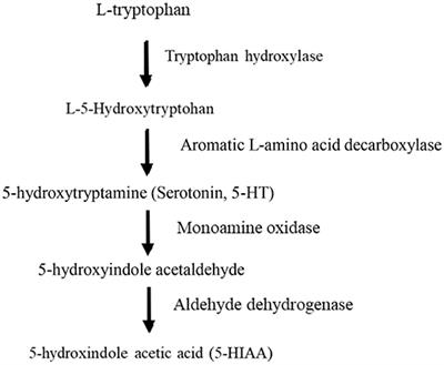 Tryptophan Metabolic Pathways and Brain Serotonergic Activity: A Comparative Review